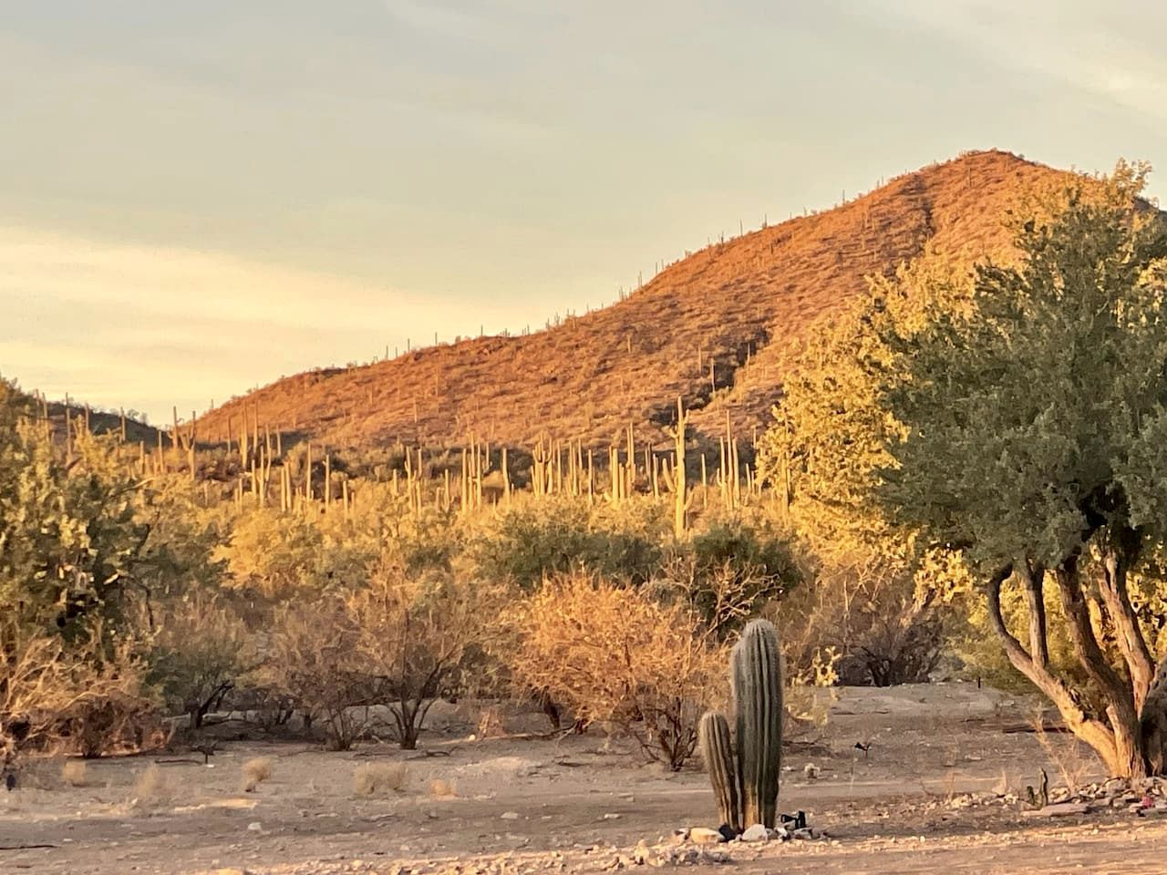 Paesaggio desertico con vegetazione rada, tra cui cactus e piccoli arbusti, e una collina sullo sfondo.