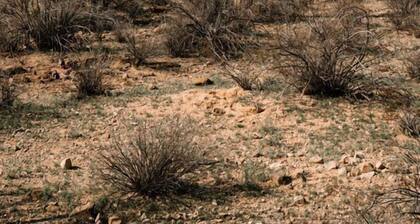 Luxury Glamping Retreat with Private Desert Trails near Saguaro National Park, Tucson Arizona