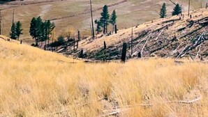 Unclassified image, 4 of 12, button - Incredible Tented Cabin with Fantastic Vistas in Conner, Montana (Conner)