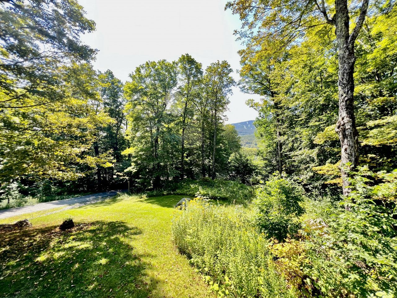 A forested area with a grassy path and trees.