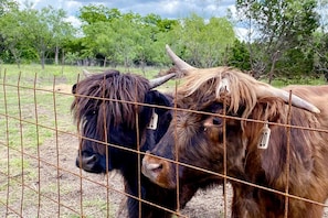 Two cattle behind a wire fence in an outdoor setting.