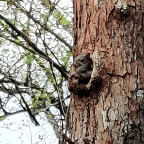 A tree with a squirrel in a hole. - Group Spacious Cabin with Hot-Tub and Picnic Areas in Ohio (Rockbridge)