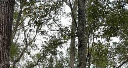 Rustic Luxury: Riverfront Yurt Glamping in Claxton, Georgia