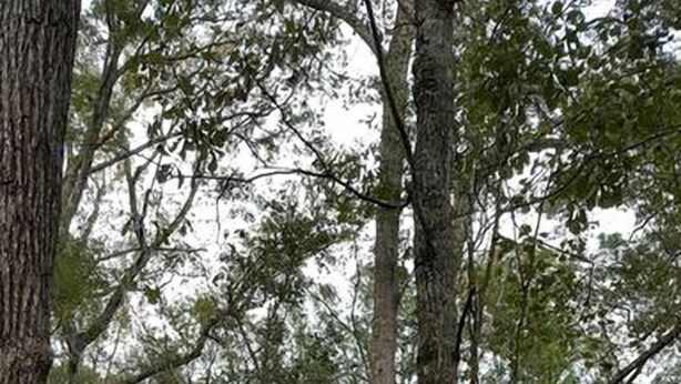 A treehouse with a wooden deck and a covered sleeping area. - Rustic Luxury: Riverfront Yurt Glamping in Claxton, Georgia (Claxton)