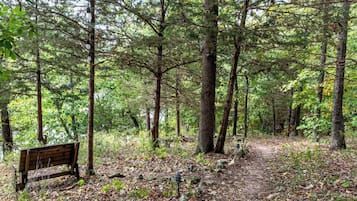 A forested area with a wooden bench and a path.