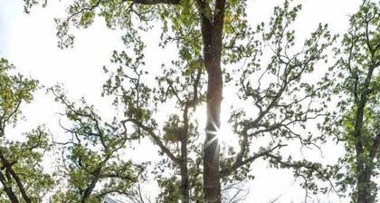 Charming Treehouse for Glamping Trips near Magnolia, Texas