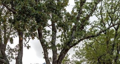 Cozy Treehouse near Magnolia, Texas, for Romantic Glamping Getaways