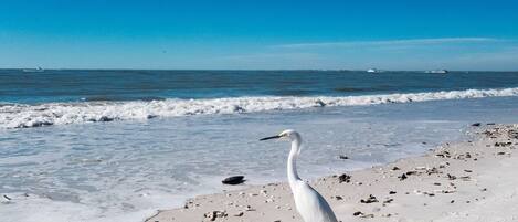 Beach nearby, sun loungers, beach towels