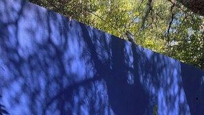 Eine blaue Wand mit Baumschatten, zwei Blumentöpfe und Kiesboden.