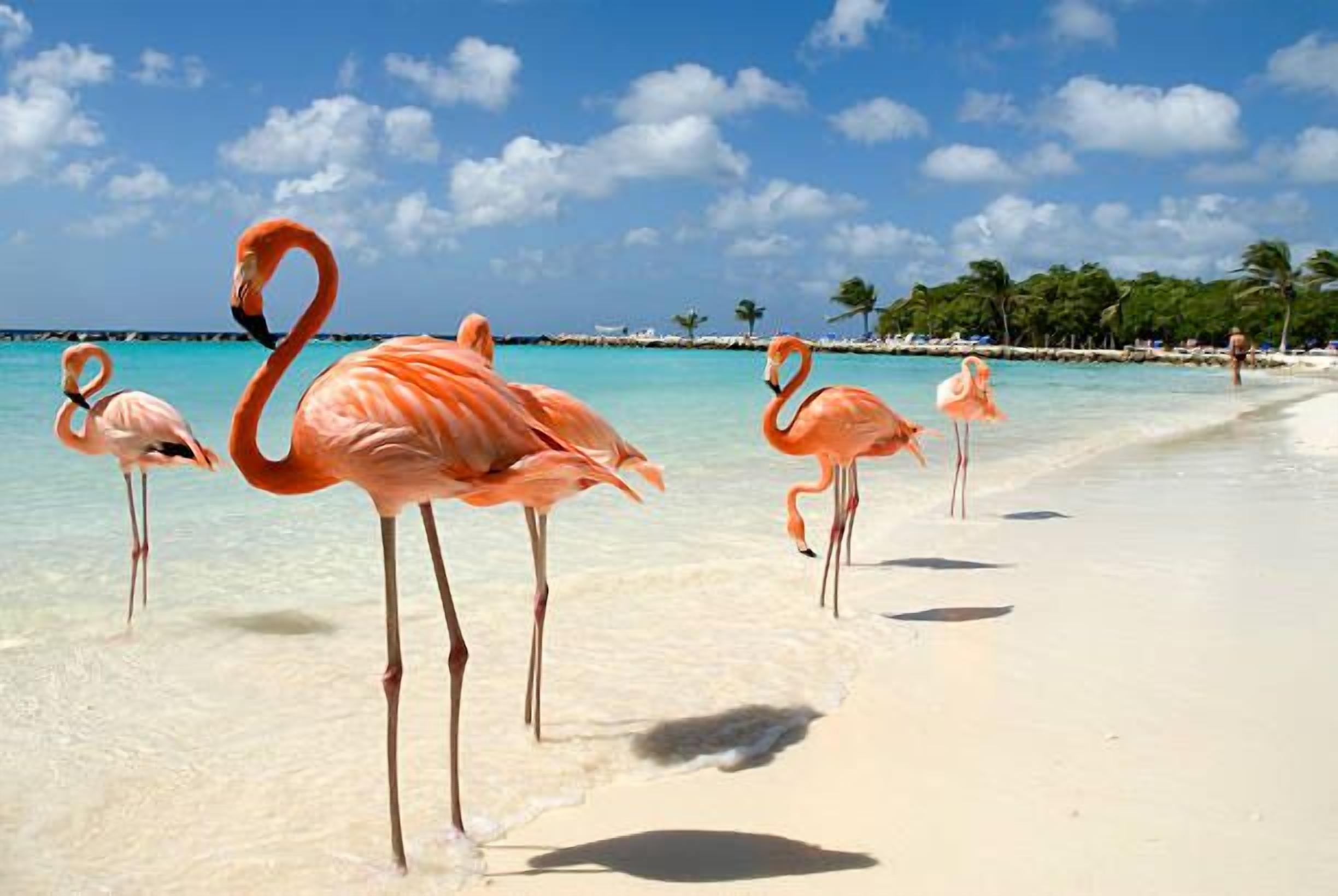 Ein Strand mit Flamingos, die im flachen Wasser stehen.
