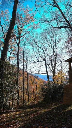 Property grounds - Classy Cabin with Private Deck on the Mountain (Black Mountain)