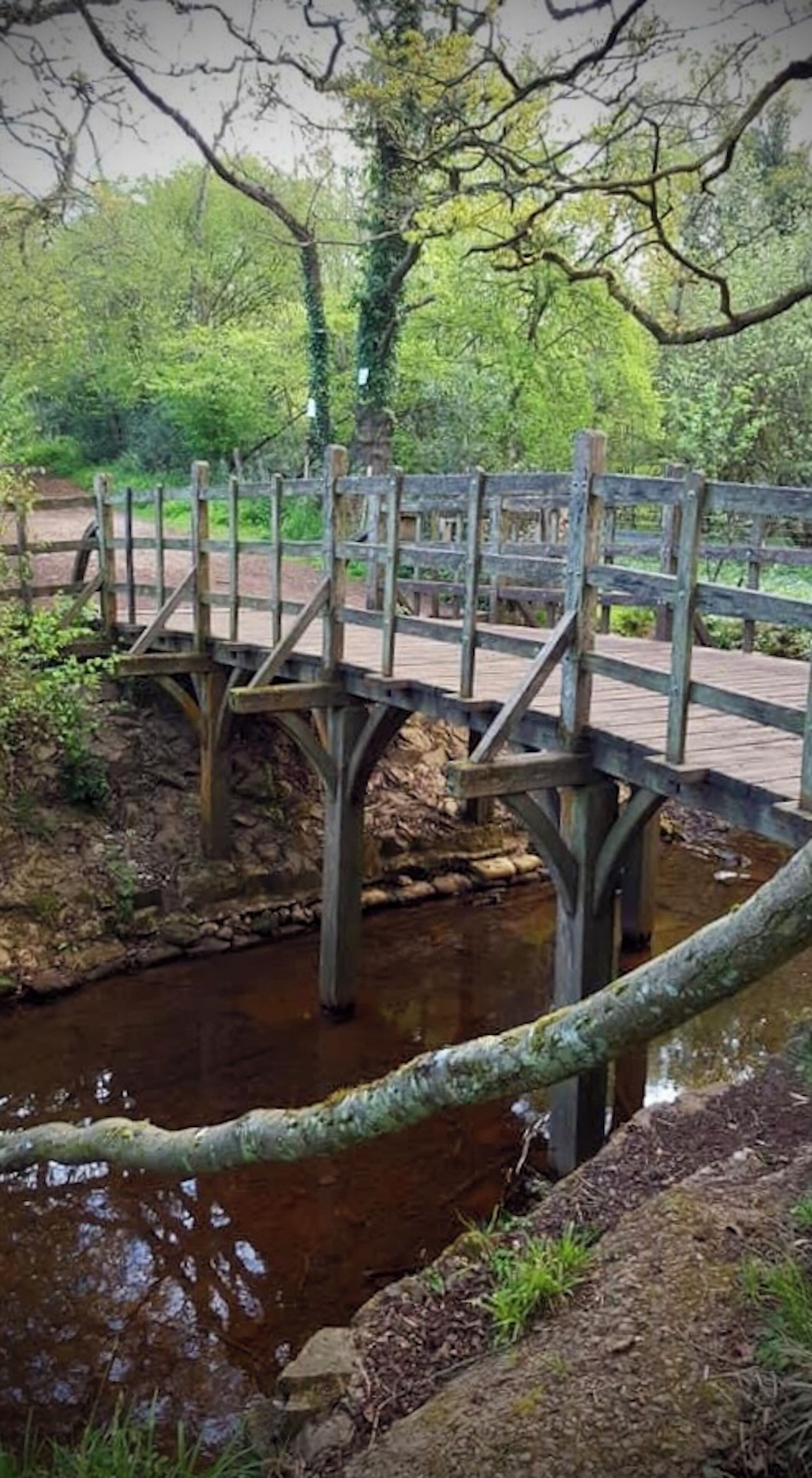 A wooden bridge over a stream in a forested area.