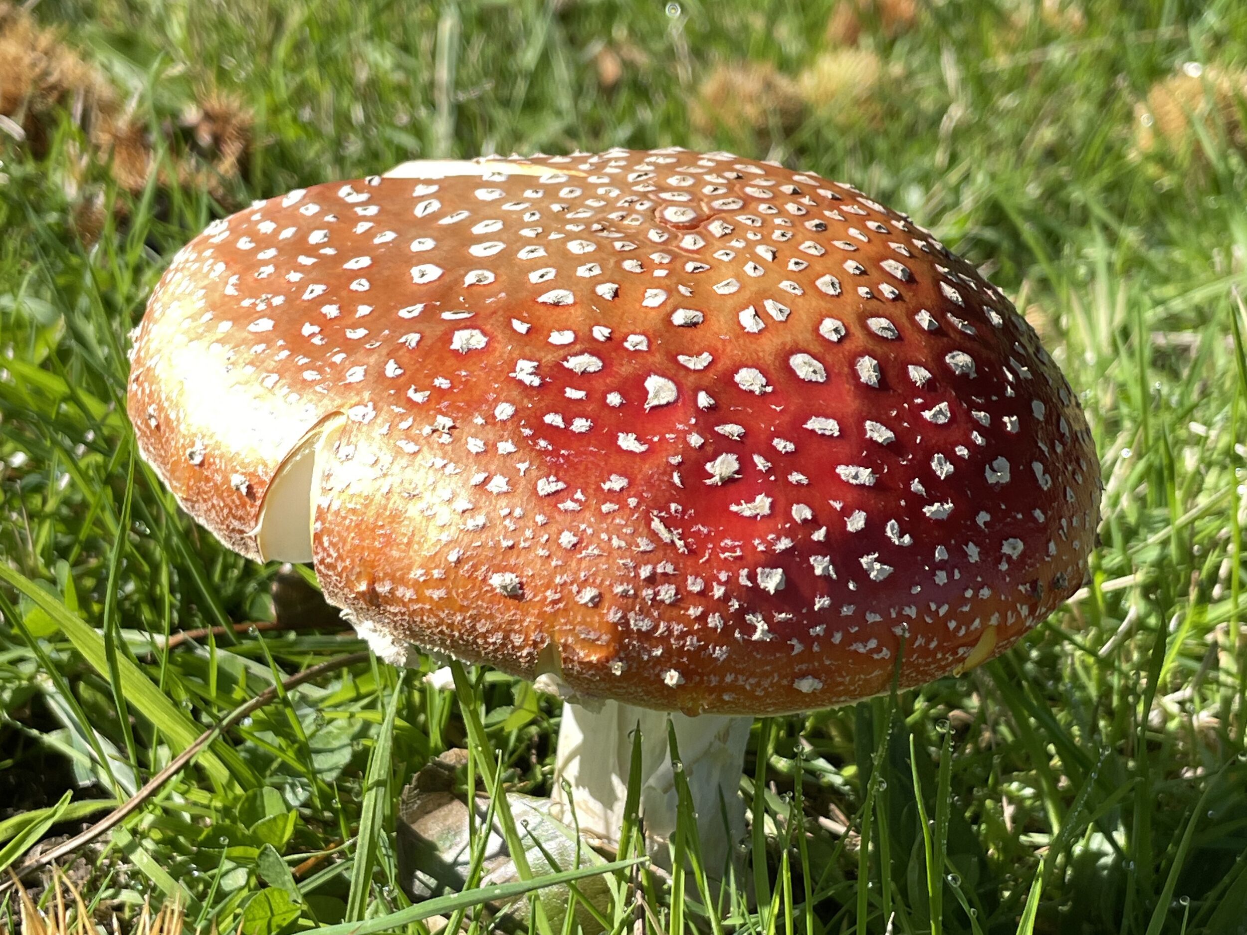 A mushroom with a red cap and white spots, surrounded by green grass.