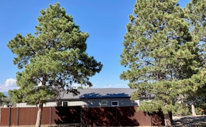 A house with a metal roof, surrounded by tall pine trees.