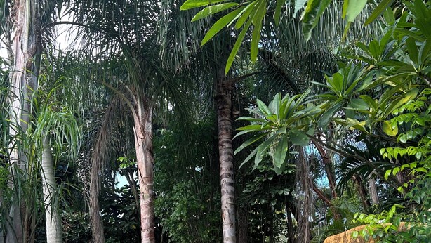 Una piscina rodeada de vegetación tropical y formaciones rocosas.