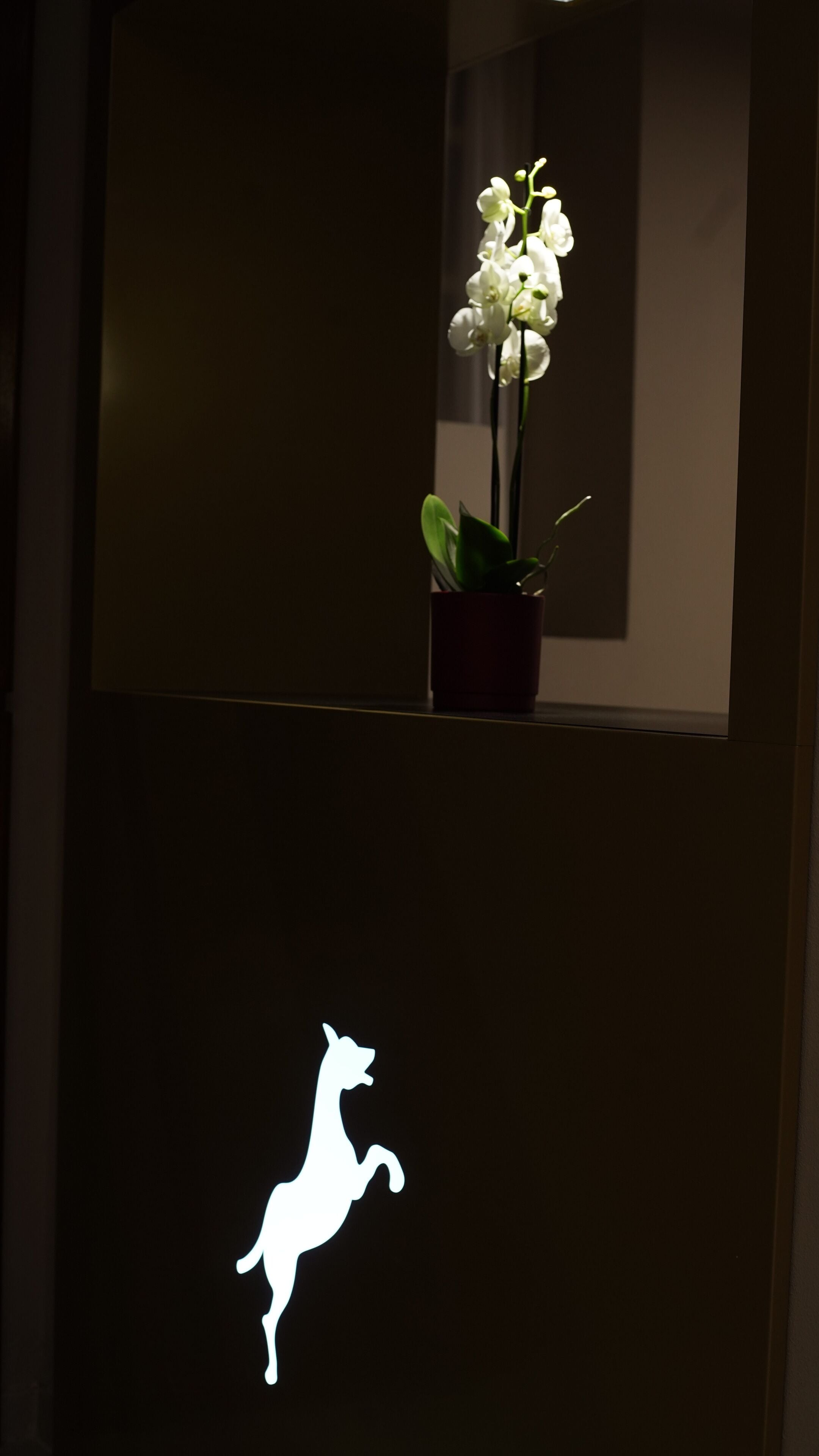 Una orquídea en maceta sobre una superficie oscura, con la silueta de un canguro debajo.