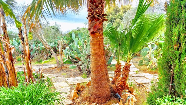 A garden with various plants, including palm trees and cacti. - Holiday Home 'S'altra Casa' with Private Pool, Wi-Fi & Air Conditioning (Illes Balears)