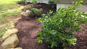 Un jardín con una hilera de rocas, acolchado y arbustos verdes.