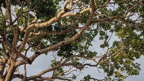 A modern building with a stone facade, a large tree in front, and a gated entrance. - Vista Natura-Luxury Home Near the Beach (Nuevo Nayarit)