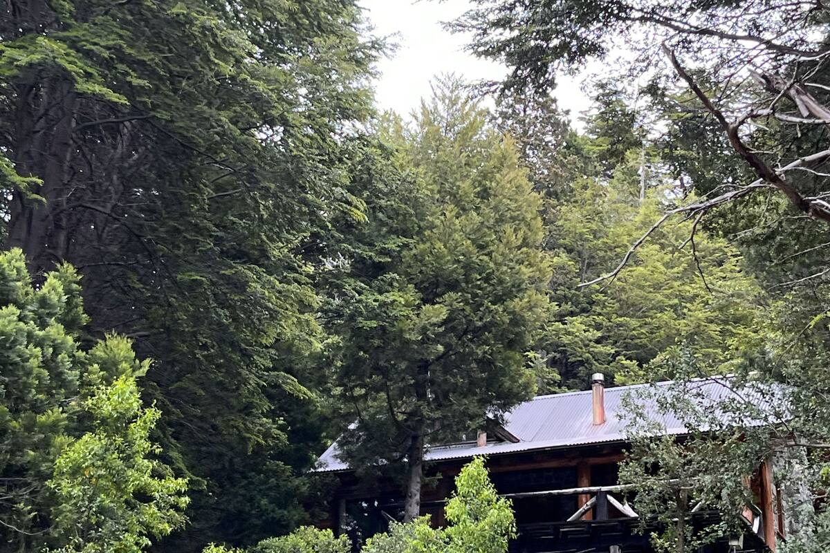 A rustic cabin surrounded by dense forest.