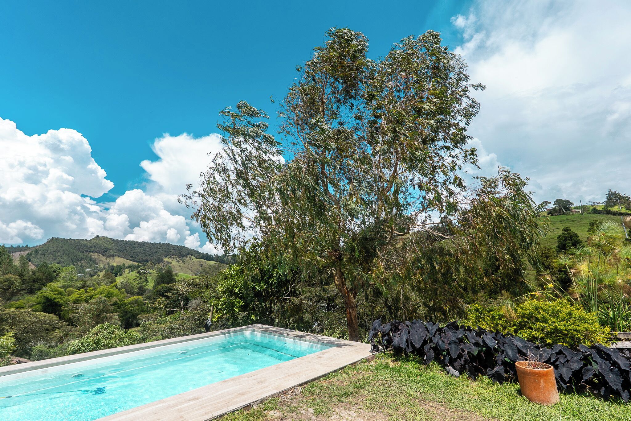 A rectangular swimming pool with clear blue water, surrounded by lush greenery and a large tree.
