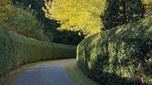 Un chemin pavé bordé de haies soigneusement taillées et d’un grand arbre à feuilles persistantes.