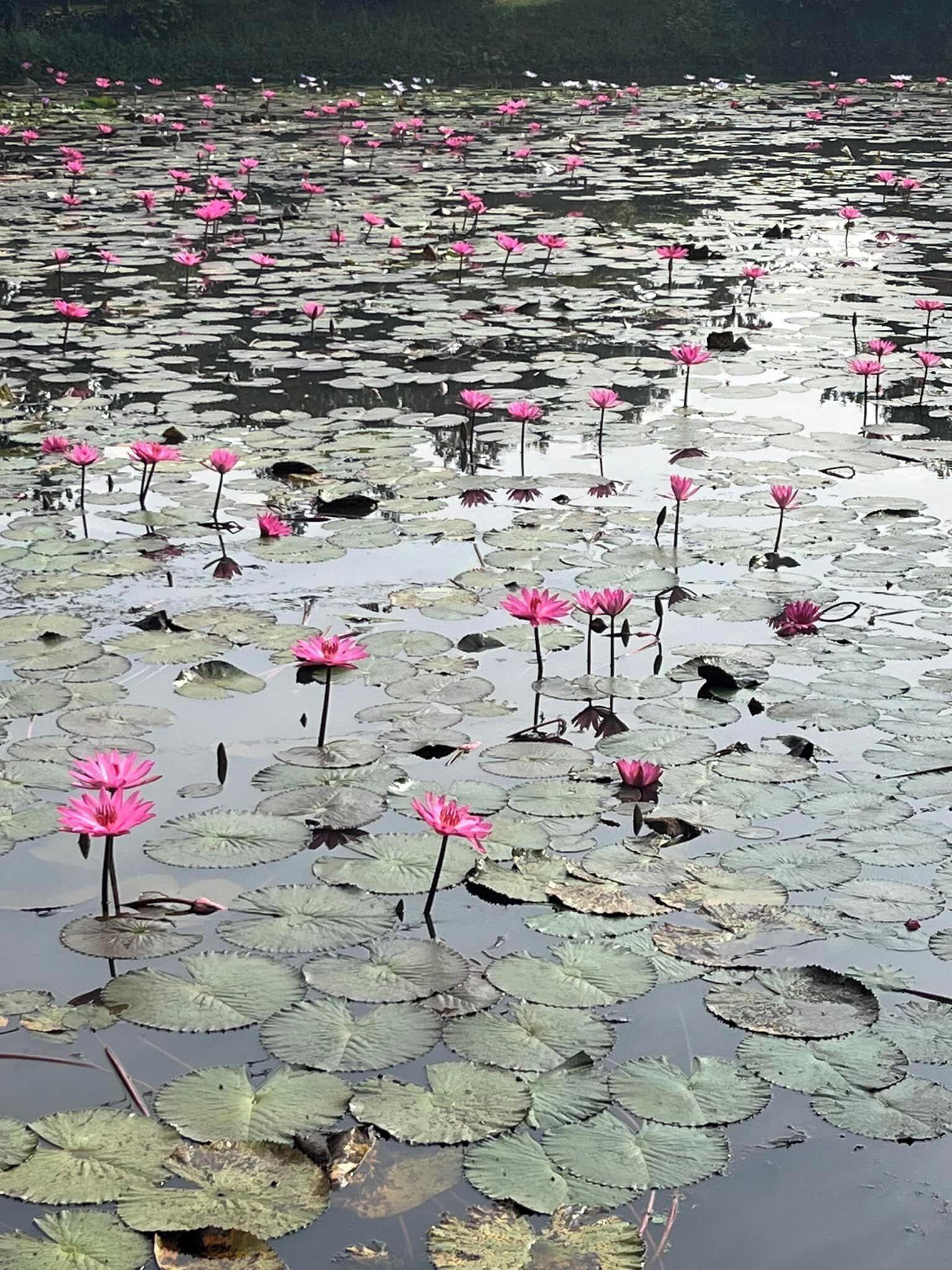 Un estanque con numerosas flores de loto rosadas y hojas de nenúfar.