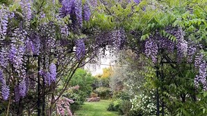 Ein Garten mit einer Pergola, die in violette Blüten getaucht ist, einem Grasweg und verschiedenen Pflanzen.
