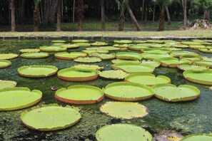 Un étang parsemé de nombreuses feuilles de nénuphar.