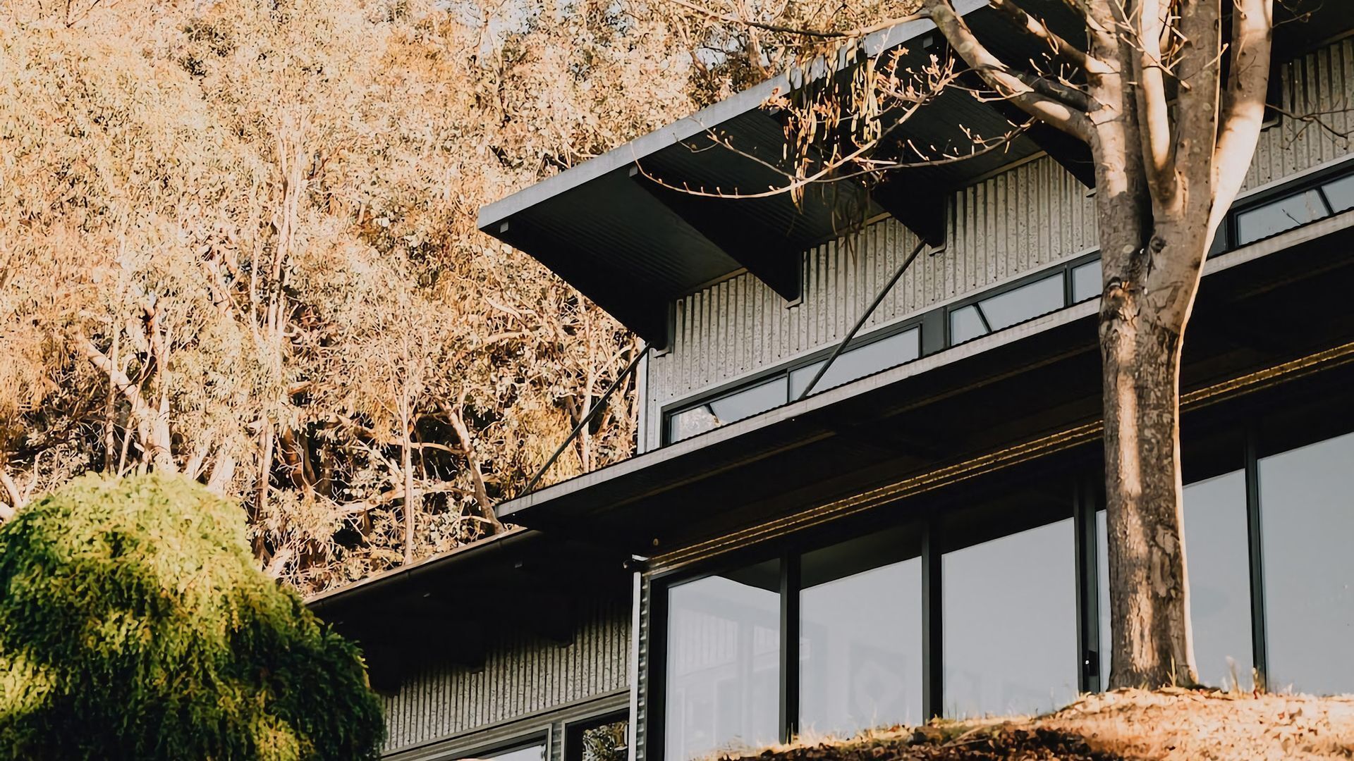 A modern building with a flat roof, large windows, and a tree in front.