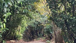 Un sendero de grava rodeado de follaje y árboles densos.