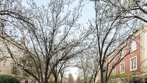 A tree-lined street with a clear road, buildings on either side, and a well-maintained sidewalk. - Elegant East Melbourne Escape | Pool+Gym+Parking (East Melbourne)