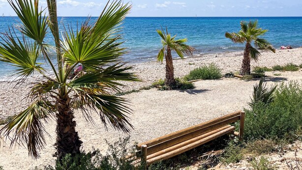 Una playa con palmeras, un banco de madera y el océano.