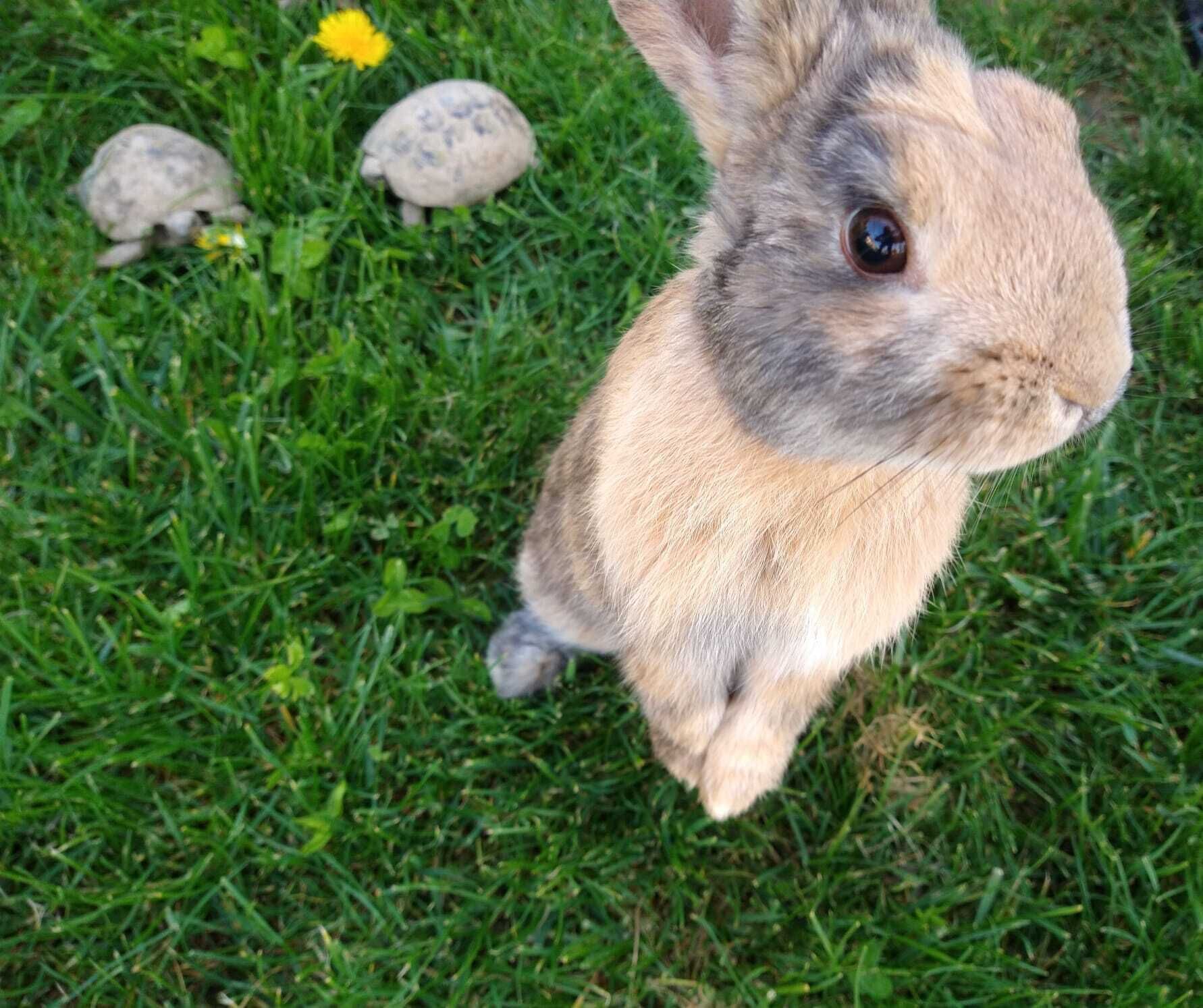 Un conejo sobre hierba con dos rocas cerca.