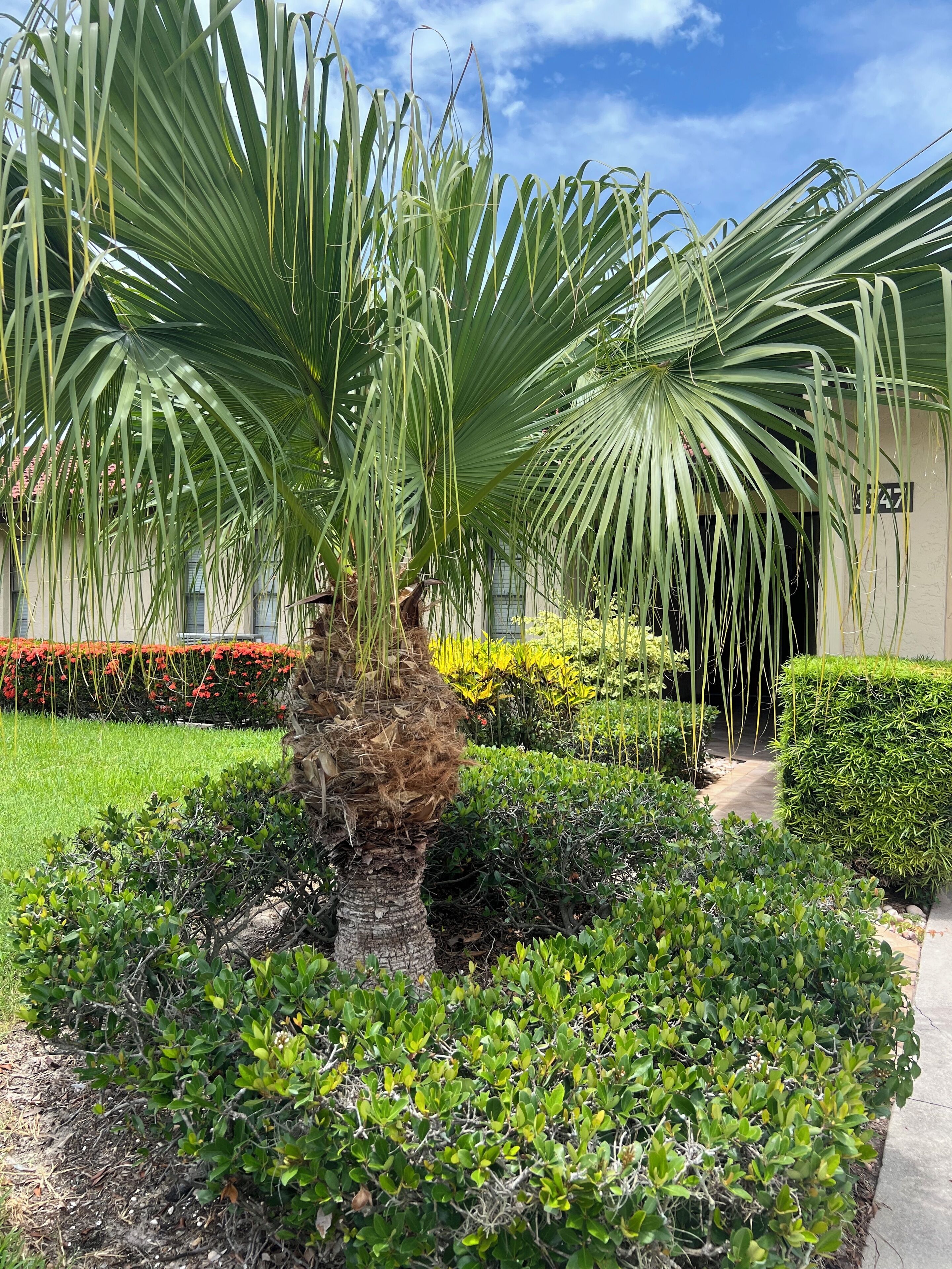 Ein Garten mit Palmen, verschiedenen Sträuchern und einem Weg zu einem Gebäude.