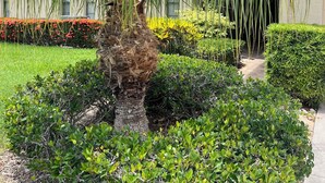 Um jardim com palmeiras, diversos arbustos e um caminho que leva a um edifício.