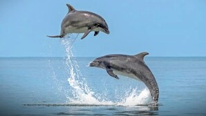 Dos delfines saltando fuera del agua.
