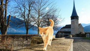 Un gato caminando por un sendero de piedra, con una iglesia y montañas al fondo.