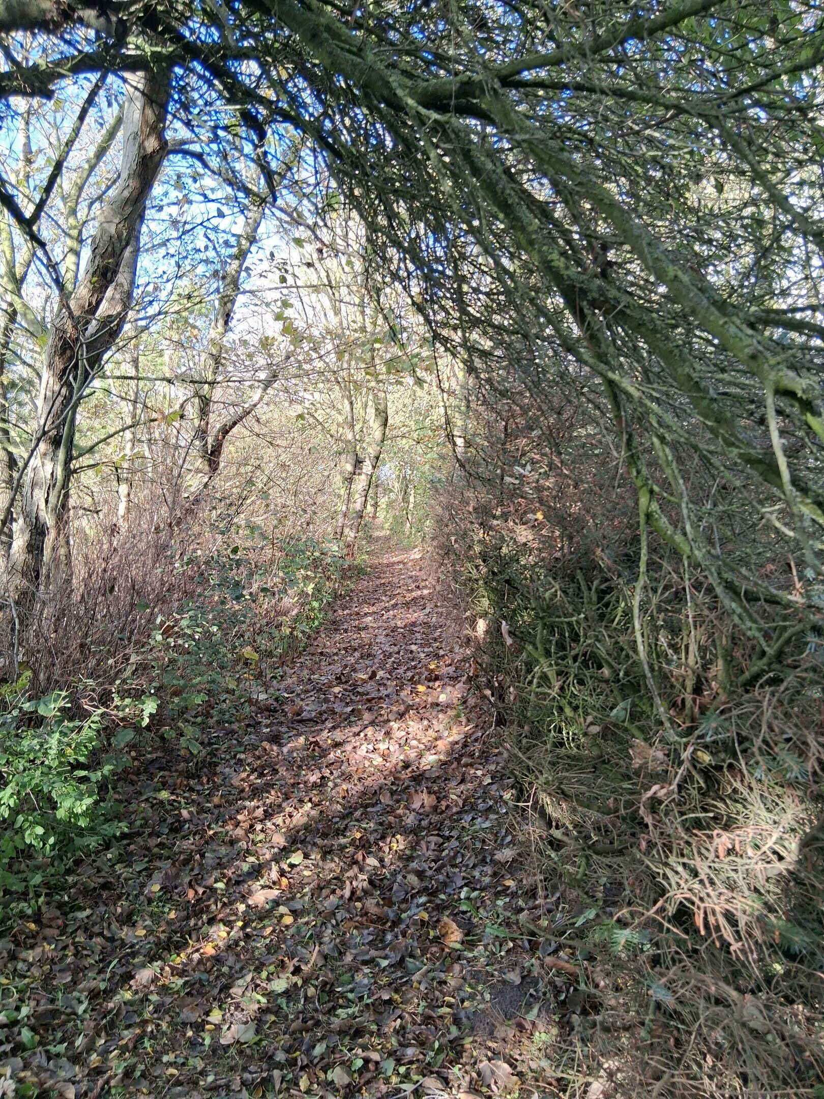 A forest path with dense foliage and trees.