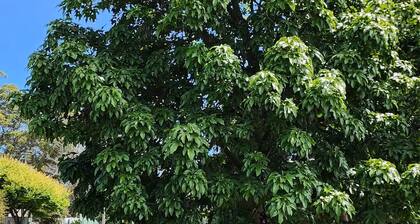 Bemm River Cottages - Bream Cottage - Deluxe holiday accommodation