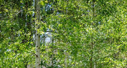 The Drayshed- Converted Drayshed with elegance and comfort.