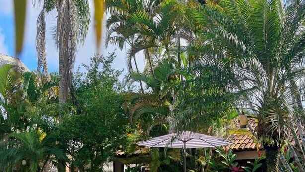 Uma área à beira da piscina com espreguiçadeiras e guarda-sóis, cercada por vegetação exuberante e palmeiras.