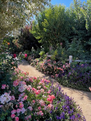 A garden pathway surrounded by various flowering plants and trees. - Charming 3-bedroom GARDEN COTTAGE in Fillmore with 1 acre rose garden access (Fillmore)