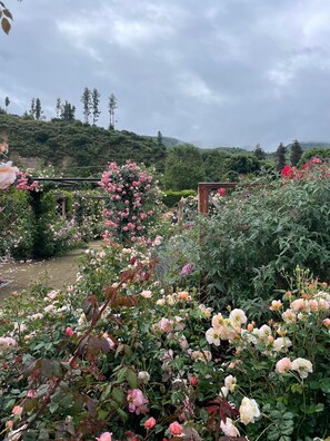 Property grounds - Charming 3-bedroom GARDEN COTTAGE in Fillmore with 1 acre rose garden access (Fillmore)