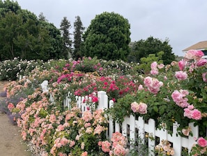 Property grounds - Charming 3-bedroom GARDEN COTTAGE in Fillmore with 1 acre rose garden access (Fillmore)