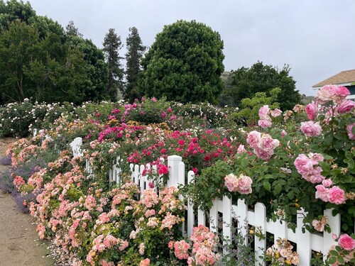 Charming 3-bedroom GARDEN COTTAGE in Fillmore with 1 acre rose garden access