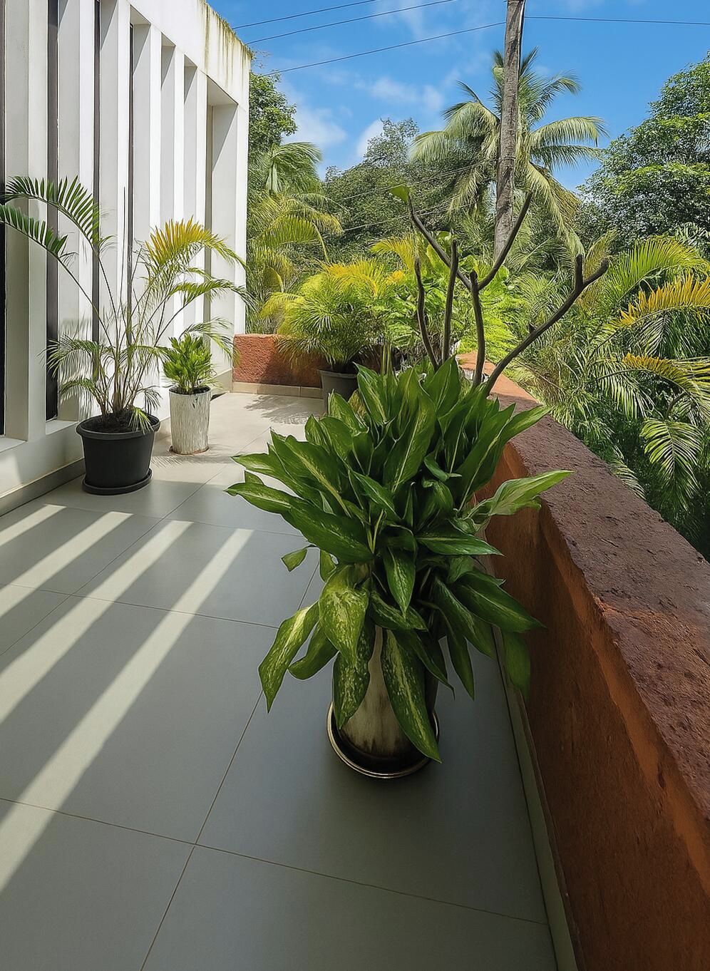 A potted plant on a balcony with a view of a white building and tropical vegetation.