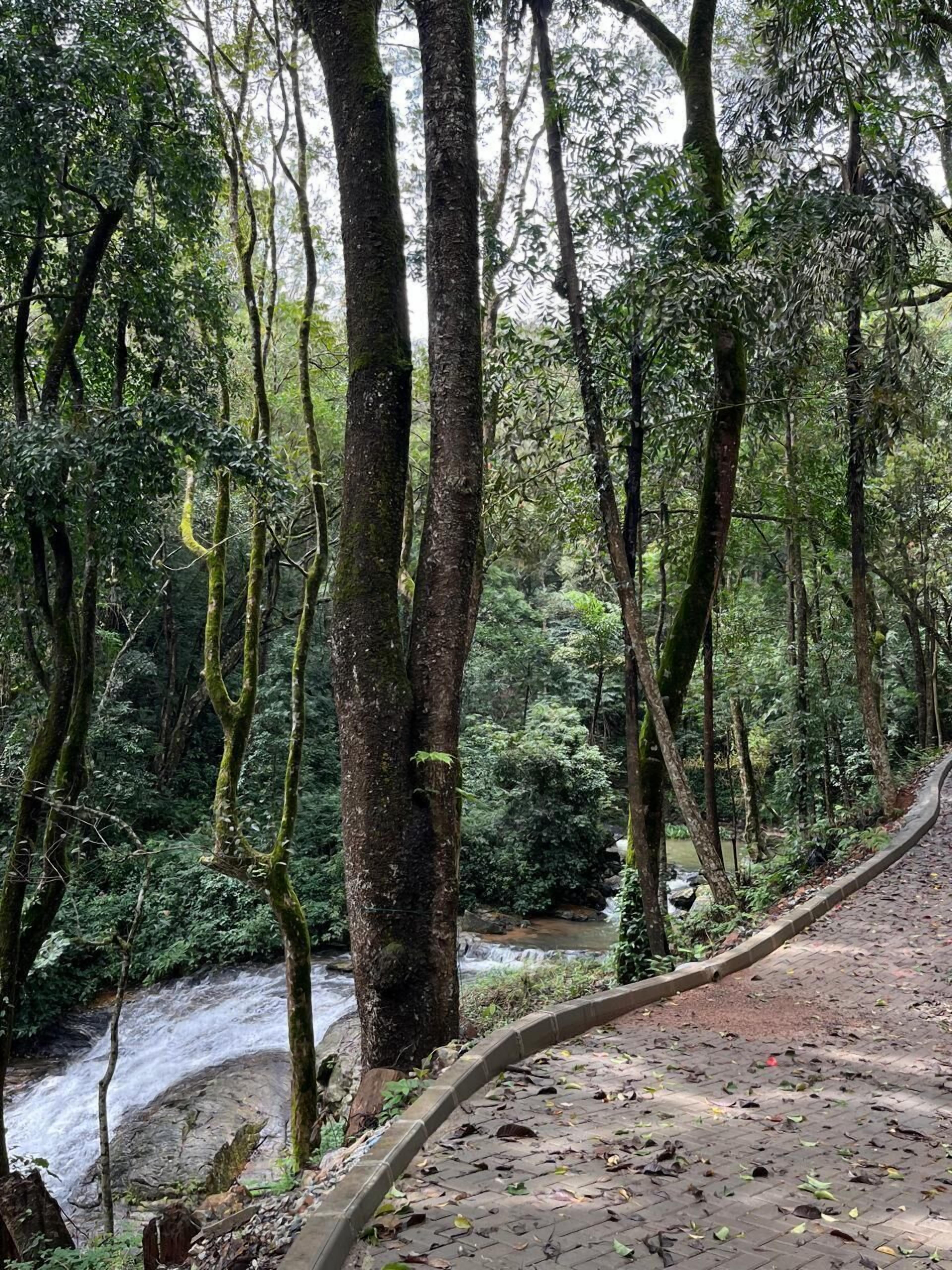 A forested area with a paved path curving through it.