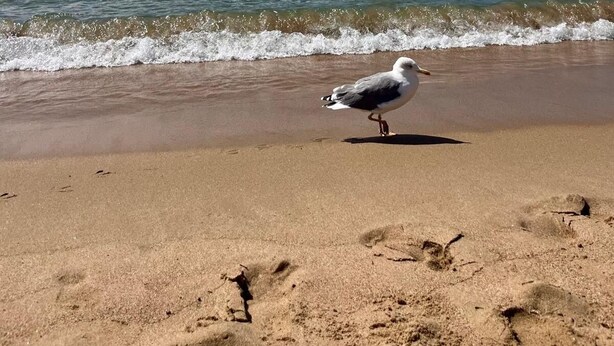 A seagull on a sandy beach with a clear blue sea and distant mountains. - Duplex with terrace and balcony Cannes center (Croisette & Palais des festivals) (Cannes)