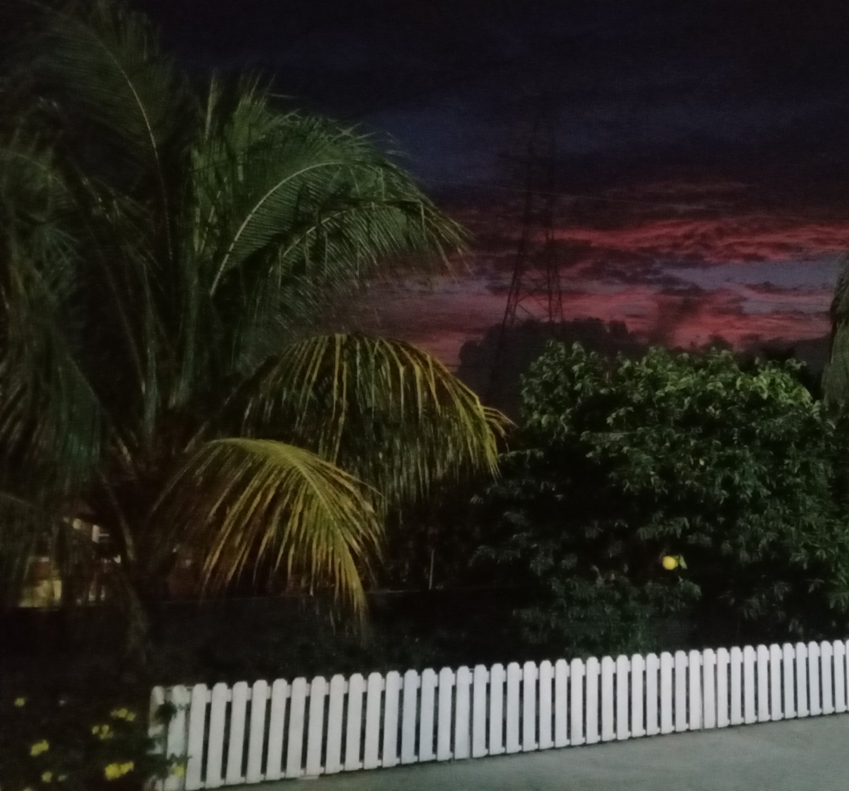 A nighttime view of a white picket fence, palm trees, and dense foliage.